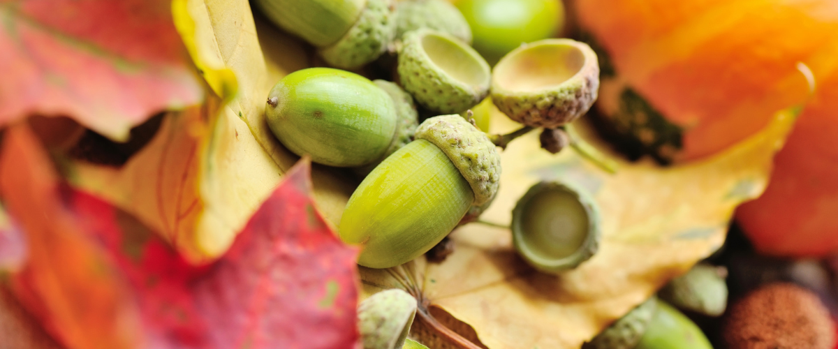 Zijn eikels giftig voor honden? Tips voor de herfst | WOOOF
